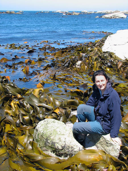 KAIKOURA: Surrounded by kelp / Rodeada de kelp (algas)