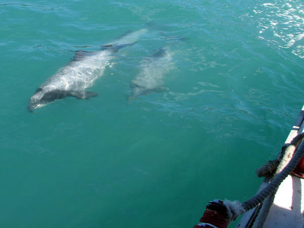 AKAROA: Hector's Dolphins / Delfines Hector