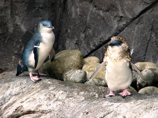 CHRISTCHURCH: Antarctic Centre, Little Blue Penguins / Centro Antártico, Pingüinos Azules