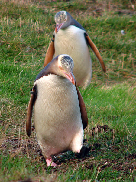 DUNEDIN: Same Penguin with missus / El mismo  Pingüino con su señora