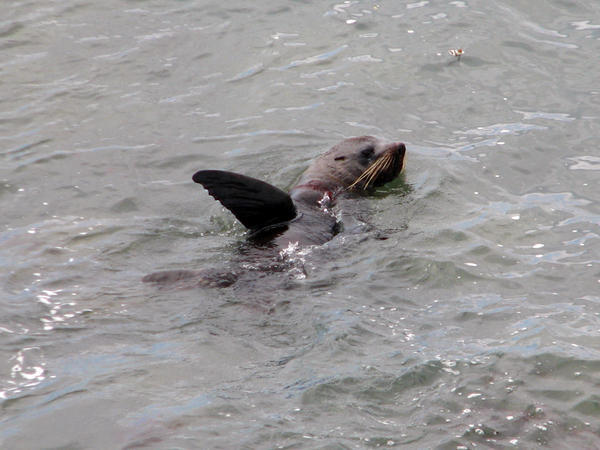 SHAG POINT: Seal waving hello / Foca saludándonos