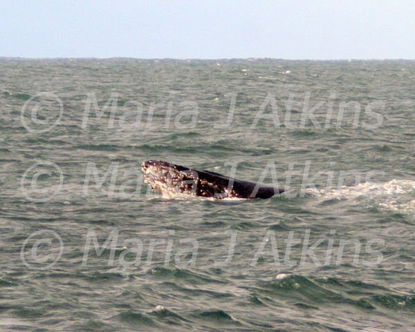 SYDNEY -  Humpback Whale, A Head. / Ballena Jorobada, Una Cabeza.