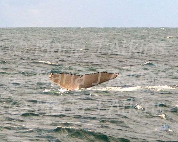 SYDNEY -  Humpback Whale. A Tail. / Ballena Jorobada. Una Cola