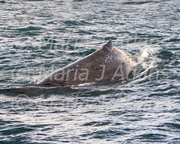 SYDNEY -  Humpback Whale. A Hump. / Ballena Jorobada. Una Joroba.