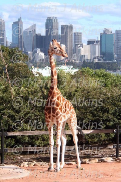 SYDNEY, TARONGA ZOO - Giraffe and City Skyline / Jirafa y Perfil de la Ciudad