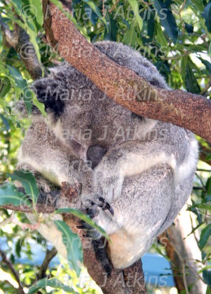 SYDNEY, TARONGA ZOO - Sleepy Koala / Koala Durmiente