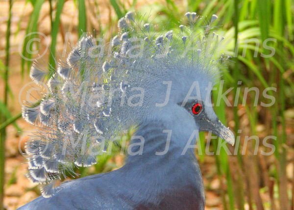 SINGAPORE, Jurong Bird Park - Victoria Crowned Pigeon / Gura de Victoria