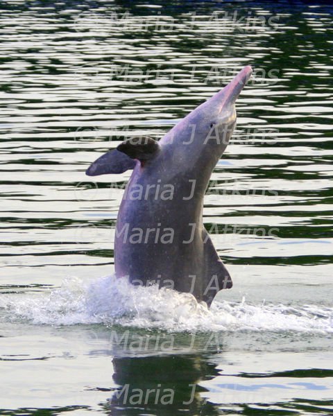 SINGAPORE, Sentosa Island - Pink Dolphin / Delfin Rosa