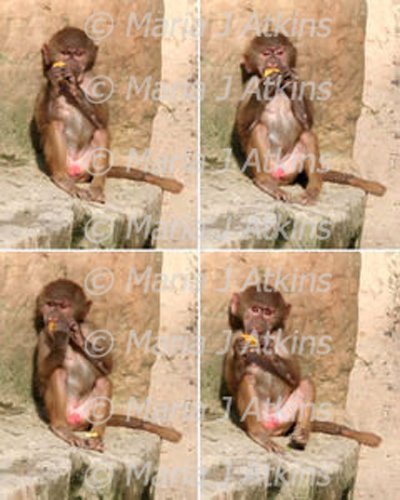 SINGAPORE, Zoo - Baby baboon / Mono babuino bebé
