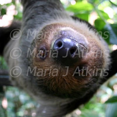 SINGAPORE, Zoo - Inquisitive Sloth / Perezoso curioso