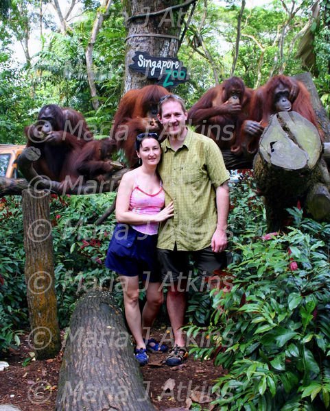 SINGAPORE, Zoo - Posing with the Orangutans / Posando con los Orangutanes