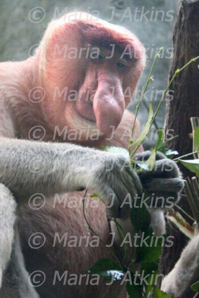 SINGAPORE, Zoo - Proboscis Monkey / Mono Narigudo