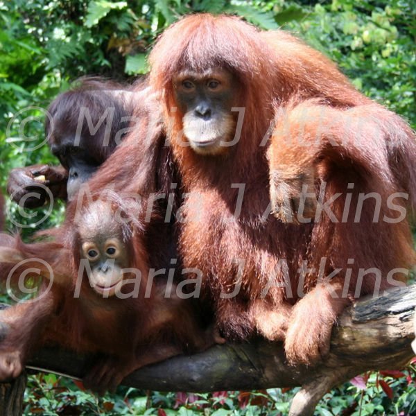 SINGAPORE, Zoo - The most famous residents / Los residentes mas famosos