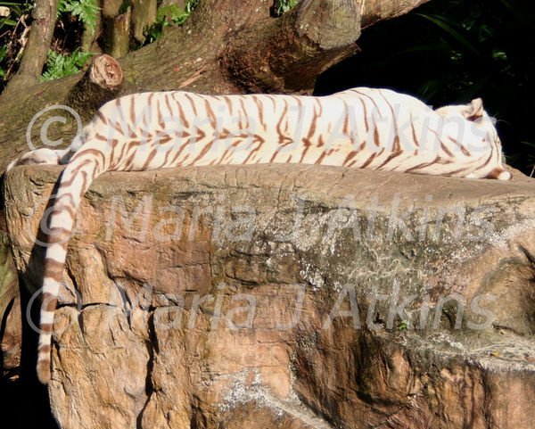 SINGAPORE, Zoo - White Tiger / Tigre Blanco