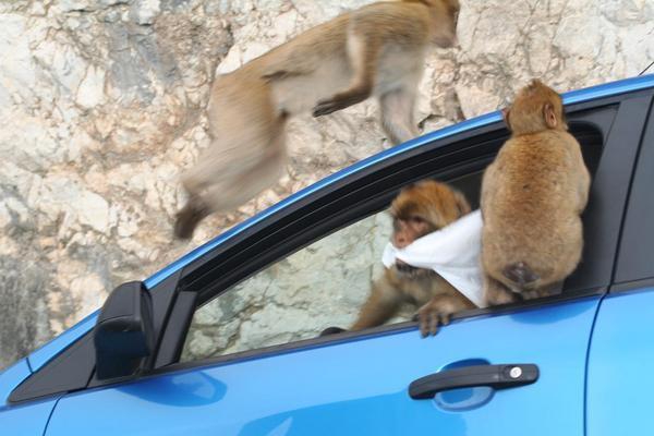 Gibraltar: Cheeky Monkey - Mono Chorizo