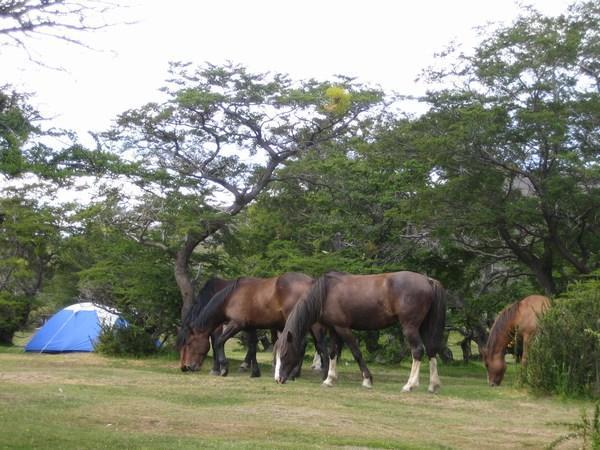Horses on the campsite / Caballos en el camping