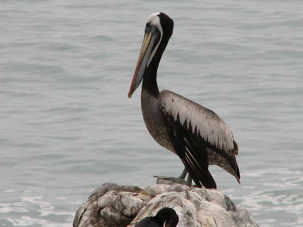 Viña del Mar: Pelican(o)