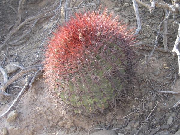 Nice red cactus / Bonita bola roja de cactus