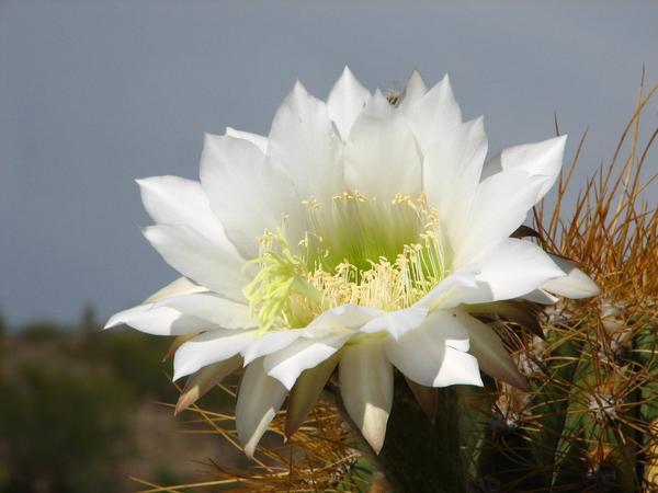Cactus flower / Flor de cactus