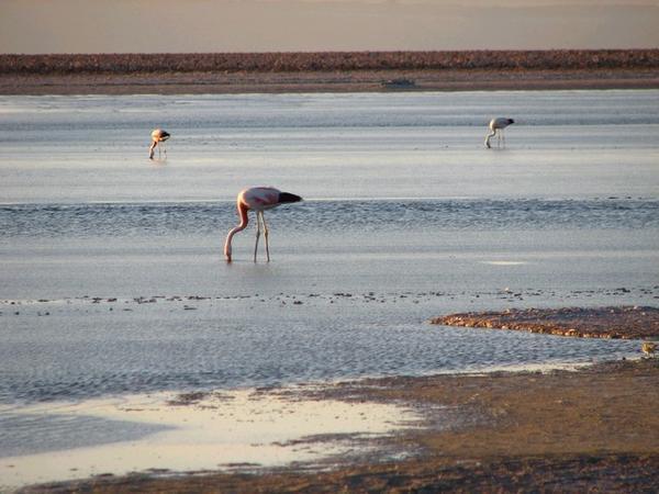Flamingoes on the Salt Flat / Flamencos en el Salar