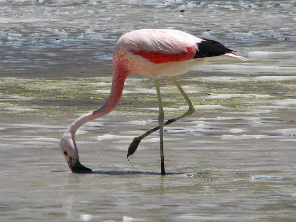 Feeding flamingo / Flamenco almorzando