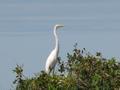 Garza Blanca / Great White Egret