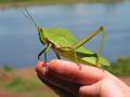 Friendly (and huge) grasshopper / Simpático (y enorme) Saltamontes