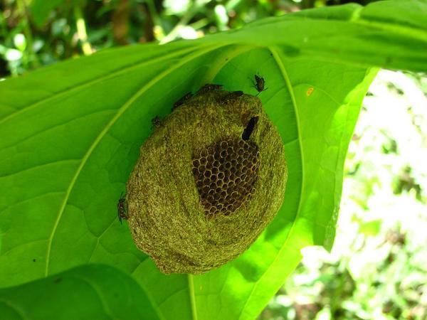 Parque Carrasco:  Wasp Nest / Nido de Avispas