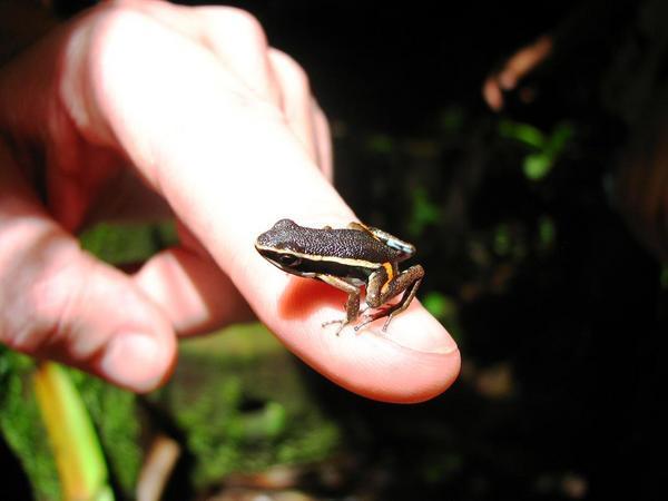 Parque Carrasco:  Mini frog / Mini rana