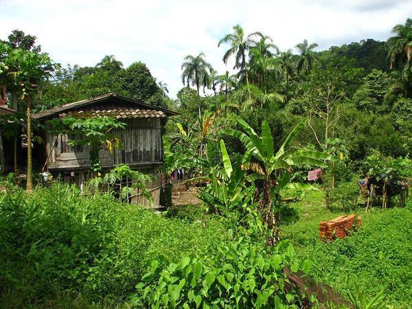 Parque Carrasco: House in the Jungle / Casa en la Jungla
