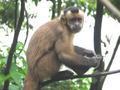 Inti Wara Yassi:  Capuchin monkey / Mono capuchino
