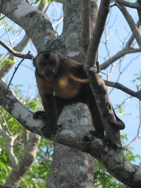 Capuchin Monkey / Mono Capuchino
