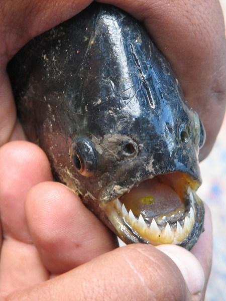 Piranha fishing / Pescando pirañas