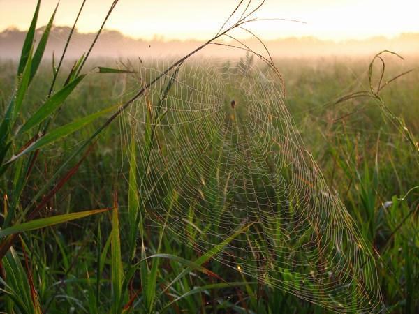Spider web in the morning mist / Tela de araña en la neblina mañanera