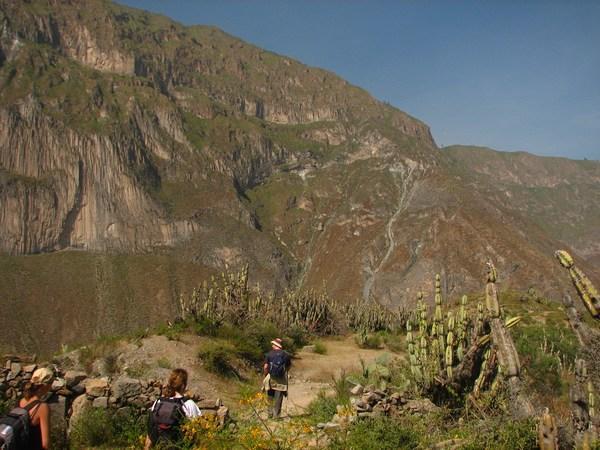 Colca Canyon: Walking amongst the cacti / Cañón del Colca: Caminando entre los cactus