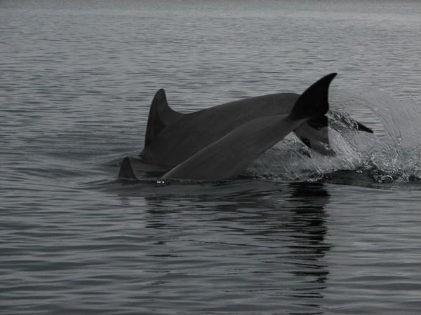 Bocas del Toro: Inhabitants of Dolphin Bay / Habitantes de la Bahia de los Delfines