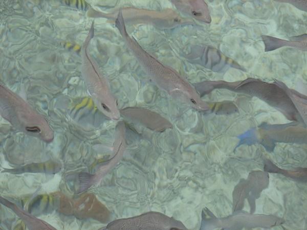 Bocas del Toro: Fishes in Coral Cay / Peces en Cayo Coral