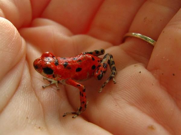 Bocas del Toro: Red Frog / Ranita Roja