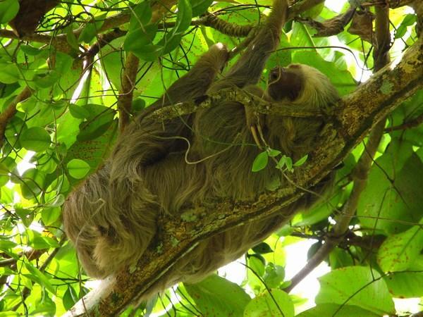 Soropta: Resident Sloth / Perezoso residente