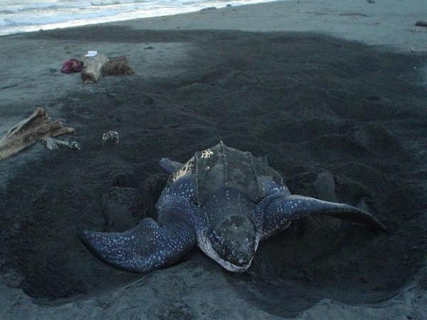 Soropta: The turtle leaves the sea to make her nest / La tortuga sale del mar para hacer su nido