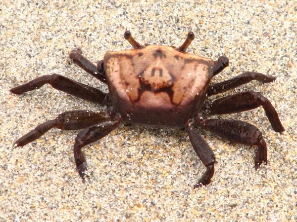Bocas del Toro: Crab 3 / Cangrejo 3