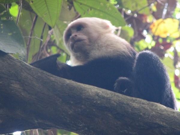 MANUEL ANTONIO: Capuchin Monkey / Mono Capuchino