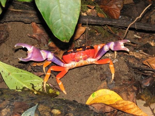 MANUEL ANTONIO: Crab / Cangrejo