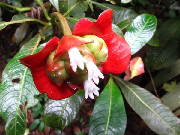 MONTEVERDE: "Hot Lips" wild flower / Flor silvestre "Labios Calientes"