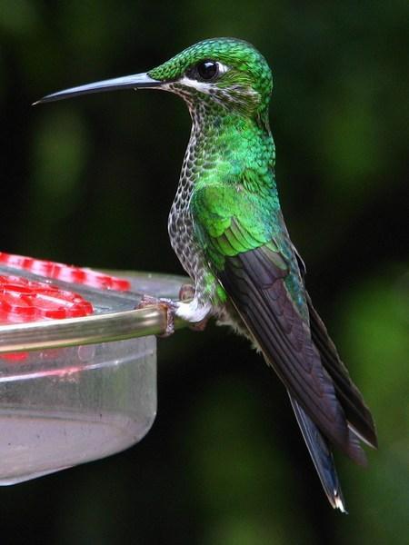MONTEVERDE: Hummingbird Sanctuary / Santuario de Colibrís