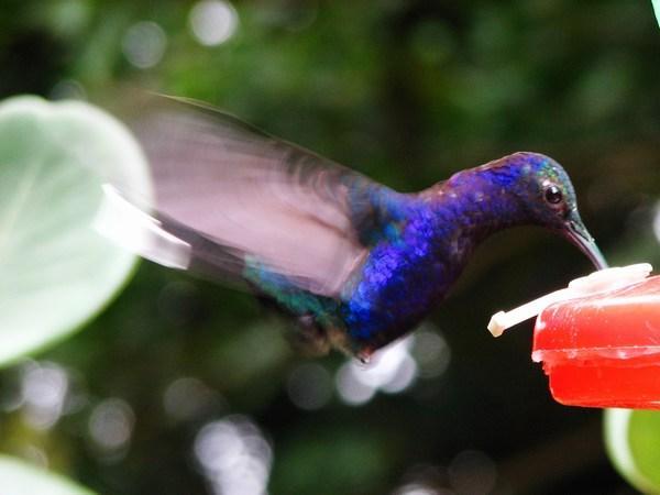 MONTEVERDE: Violet Sabrewing Hummingbird (Hummingbird Sanctuary) / Colibrí Morado (Santuario de Colibrís)