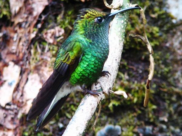 MONTEVERDE: Scintillant Hummingbird (Hummingbird Sanctuary) / Colibrí Centelleante (Santuario de Colibrís)