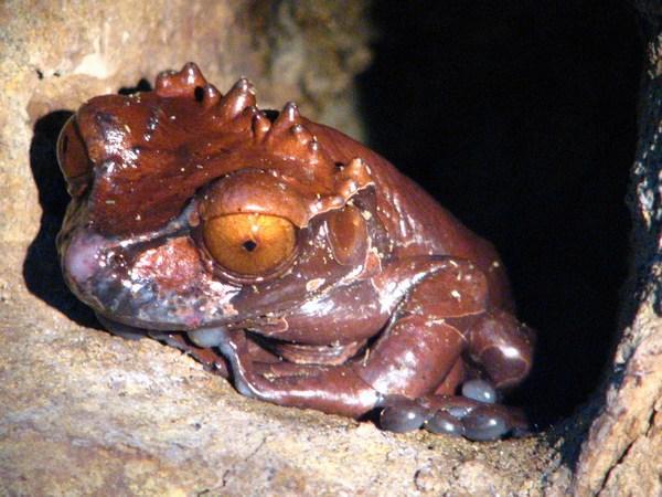 MONTEVERDE: Crowned Frog (frog pond) / Rana Coronada (ranario)
