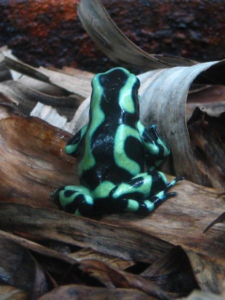 MONTEVERDE: Black and Green Dart Frog (frog pond) / Ranita venenosa verdinegra (ranario)