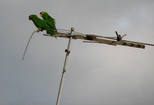 Granada: Parrots on TV aerial / Loros en antena de TV